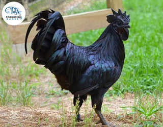 Illustration for article titled Looking for Hygienic, Fresh, and Best-priced Pure Country Desi Chicken? Buy Online in Delhi/ncr Now